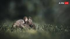 वैज्ञानिक इस जानवर पर सबसे ज्यादा करते हैं रिसर्च, वजह जानकर होंगे हैरान