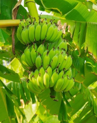 কলা গাছ থেকে পাড়ার পর বাড়িতে বা দোকানে অনেক সময়ই ঝুলিয়ে রাখা হয়।