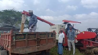 Thanjavur news Harvest work even in snow Farmers of Ammapet are busy tnn பனியிலும் அறுவடைப்பணி... அம்மாப்பேட்டை விவசாயிகள் மும்முரம்