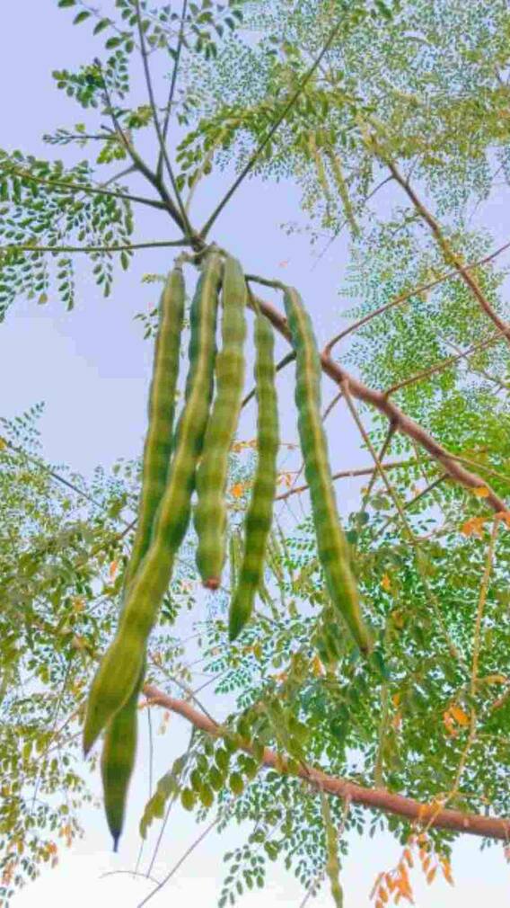 ड्रमस्टिक की खेती से होगी तगड़ी कमाई, जानें