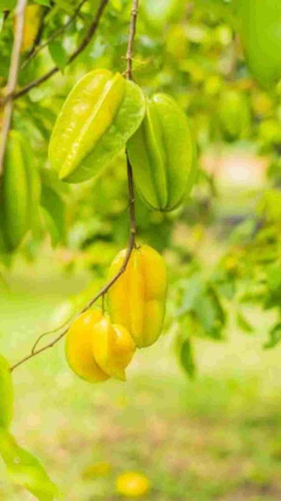 कैसे होती है कमरख की खेती?