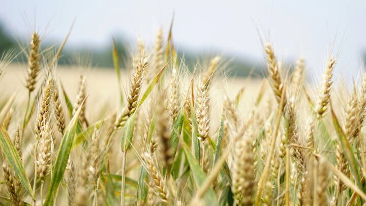 Programs such as the Agriculture Infrastructure Fund (AIF) should be re-evaluated in the upcoming budget to foster greater private sector involvement and enhance their financial viability | Photo: Pexels