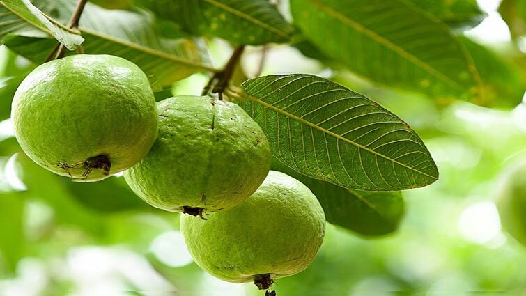 Highly profitable guava cultivation Tanjore farmers are interested tnn அதிக லாபம் தரும் கொய்யா சாகுபடி... தஞ்சை விவசாயிகள் ஆர்வம்