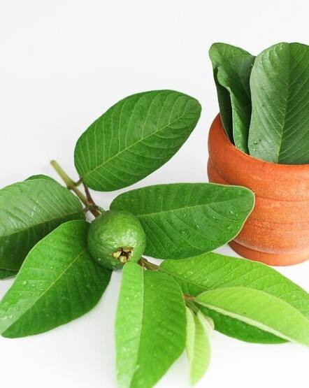 ਜਦੋਂ ਪਾਣੀ ਠੰਡਾ ਹੋ ਜਾਵੇ, ਤਾਂ ਇਸਨੂੰ ਆਪਣੇ ਵਾਲਾਂ ਅਤੇ ਸਕੈਲਪ ਉੱਤੇ ਇਸ ਦੀ ਵਰਤੋਂ ਕਰੋ। ਤੁਸੀਂ ਇਸ ਪਾਣੀ ਨੂੰ ਸ਼ੈਂਪੂ ਨਾਲ ਮਿਲਾ ਸਕਦੇ ਹੋ।