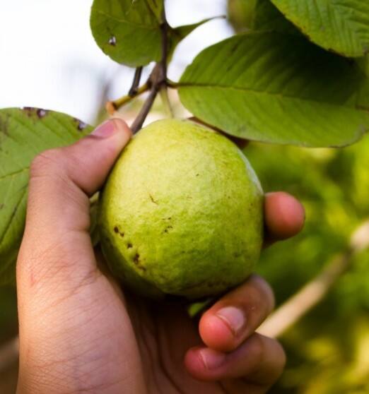 ਜੇਕਰ ਤੁਸੀਂ ਚਾਹੋ ਤਾਂ ਅਮਰੂਦ ਦੇ ਪੱਤਿਆਂ ਦਾ ਪਾਣੀ ਸਿੱਧਾ ਆਪਣੇ ਵਾਲਾਂ ‘ਤੇ ਲਗਾ ਸਕਦੇ ਹੋ। ਫਿਰ ਕੁੱਝ ਮਿੰਟਾਂ ਬਾਅਦ ਵਾਲਾਂ ਨੂੰ ਹਲਕੇ ਸ਼ੈਂਪੂ ਨਾਲ ਧੋ ਲਓ। ਇਹ ਵਾਲਾਂ ਦੇ ਵਾਧੇ 'ਚ ਮਦਦ ਕਰ ਸਕਦਾ ਹੈ। ਇਸ ਤੋਂ ਇਲਾਵਾ, ਤੁਸੀਂ ਅਮਰੂਦ ਦੇ ਪੱਤਿਆਂ ਨੂੰ ਆਪਣੇ ਵਾਲਾਂ ‘ਤੇ ਪੇਸਟ ਵਾਂਗ ਵੀ ਲਗਾ ਸਕਦੇ ਹੋ।