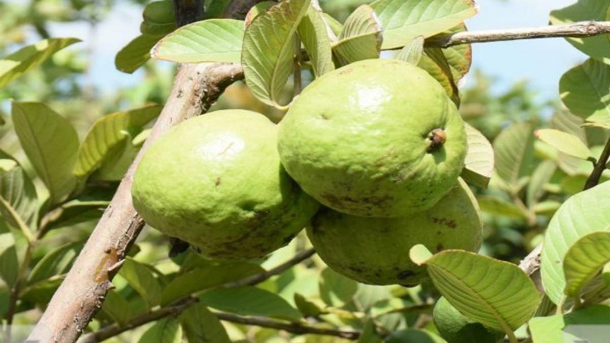 அதிக லாபம் தரும் கொய்யா சாகுபடி... தஞ்சை விவசாயிகள் ஆர்வம்