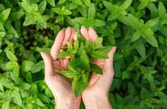 તુલસીના પાન સ્વાસ્થ્ય માટે ફાયદાકારક, જાણો દરરોજ સેવન કરવાથી શું થાય