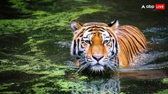 चीन में बाघ के पेशाब के लिए हो रही मारामारी, इस बीमारी के इलाज का दावा कर जमकर हो रही बिक्री