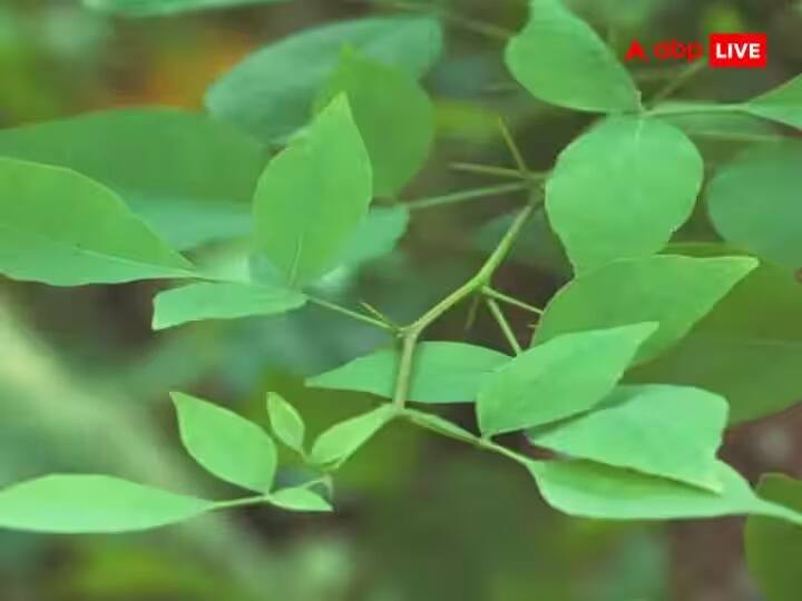 ज्योतिष शास्त्रानुसार, भगवान शंकराला बेलपत्र फार प्रिय आहे. त्यामुळे या दिवशी भगवान शंकराची कृपा राहावी यासाठी बेलपत्राची पूजा करावी. तुम्ही शिवलिंगावर देखील बेलपत्र वाहू शकता.
