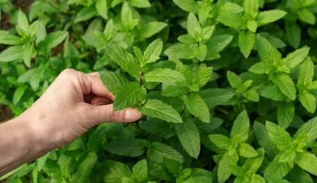 જો તમે લાંબા સમય સુધી તુલસીના પાનનું સેવન કરો છો તો તમારા શરીરમાં અનેક પ્રકારના ફાયદા જોવા મળશે.