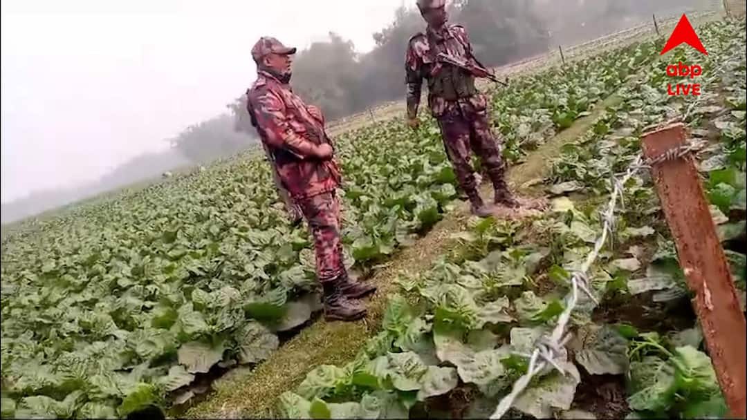 Coochbehar News Mekhliganj BGB accused of obstructing BSF Coochbehar News: সীমান্তে কাঁটাতার দিতে গিয়ে ধুন্ধুমার ! BGB-র বাধার মুখে BSF