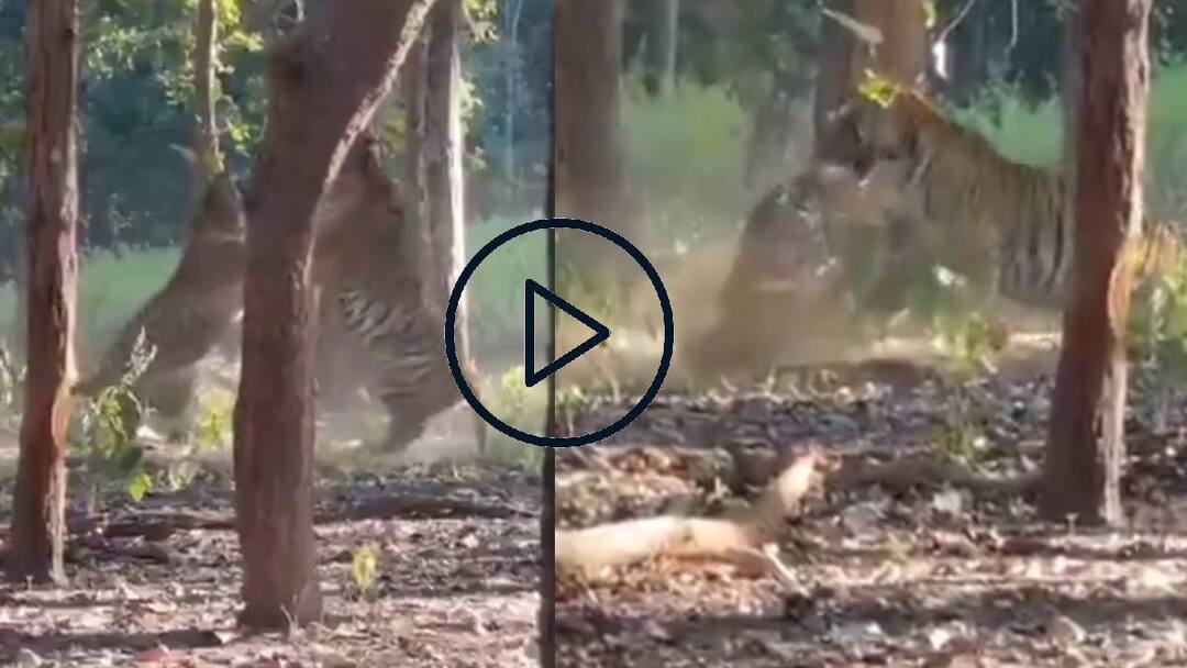 முரட்டு சத்தம்…! கதிகலங்க வைக்கும் கர்ஜனைகள்! – ஆக்ரோஷமாக மோதிக்கொள்ளும் 2 புலிகள்! வைரலாகும் வீடியோ