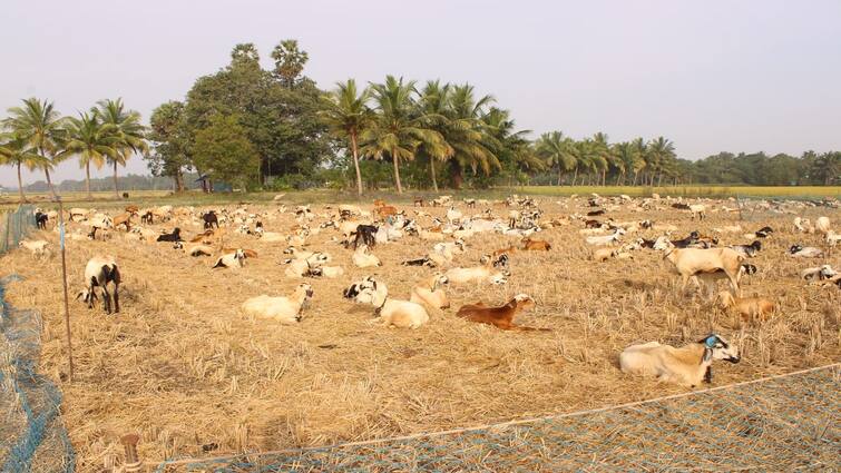 Thanjavur news  harvest is over are busy with the sheepfolding tnn வந்துட்டோம்... தஞ்சையில் அறுவடை முடிந்த வயல்களில் ஆட்டுக்கிடை போடும் பணிகள் மும்முரம்