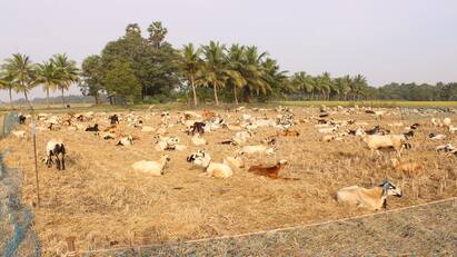 Thanjavur news  harvest is over are busy with the sheepfolding tnn வந்துட்டோம்... தஞ்சையில் அறுவடை முடிந்த வயல்களில் ஆட்டுக்கிடை போடும் பணிகள் மும்முரம்