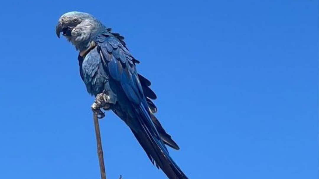 वनतारा ने ACTP के साथ साझेदारी की, ब्राजील में विलुप्त हो चुके 41 स्पिक्स मैकाऊ को किया रीइंट्रोड्यूस Vantara Partners with ACTP to Reintroduce 41 Extinct-in-the-Wild Spixs Macaws in Brazil वनतारा ने ACTP के साथ साझेदारी की, ब्राजील में विलुप्त हो चुके 41 स्पिक्स मैकाऊ को किया रीइंट्रोड्यूस