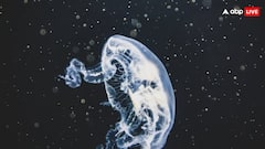 ये फिश होती हैं अमर, बूढ़े होने पर भी नहीं होती है मौत