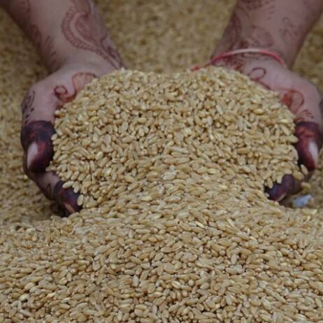 ਜਦੋਂਕਿ ਕੀਮਤਾਂ ਇੱਕ ਸਾਲ ਪਹਿਲਾਂ ਦੀਆਂ ਕੀਮਤਾਂ ਨਾਲੋਂ 17 ਪ੍ਰਤੀਸ਼ਤ ਵੱਧ ਹਨ। ਇਸੇ ਤਰ੍ਹਾਂ ਜੇਕਰ ਅਸੀਂ 3 ਸਾਲ ਪਹਿਲਾਂ ਦੀਆਂ ਕੀਮਤਾਂ ਦੀ ਤੁਲਨਾ ਕਰੀਏ ਤਾਂ ਇਸ ਵੇਲੇ ਕਣਕ ਦੀ ਕੀਮਤ ਵਿੱਚ 53 ਪ੍ਰਤੀਸ਼ਤ ਤੋਂ ਵੱਧ ਦਾ ਵਾਧਾ ਹੋਇਆ ਹੈ।