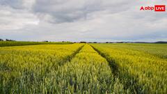 2024-25 में बढ़ा रबी फसलों का क्षेत्रफल, गेहूं को मिली प्राथमिकता