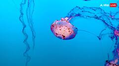 ये फिश होती हैं अमर, बूढ़े होने पर भी नहीं होती है मौत