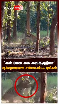Tiger Fight : 