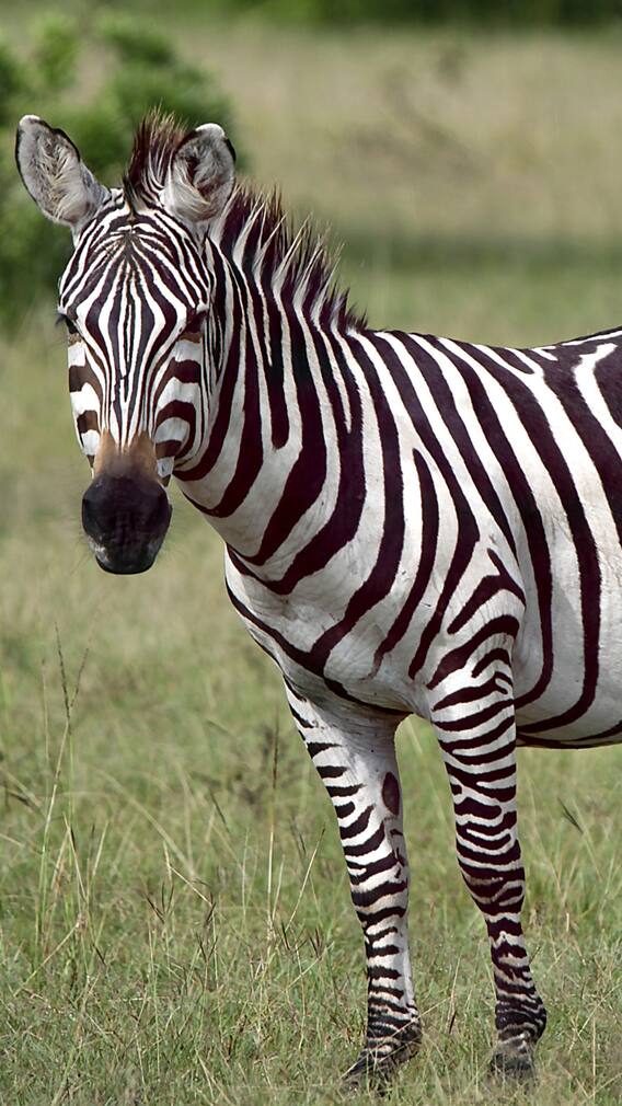 International Zebra Day 2025: 10 Interesting Facts About These Striped Mammals