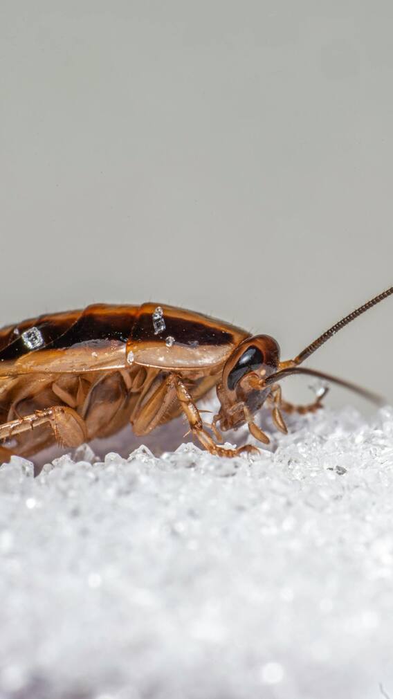 வீட்டில் பூச்சி தொல்லையா? இதோ சில டிப்ஸ்!!