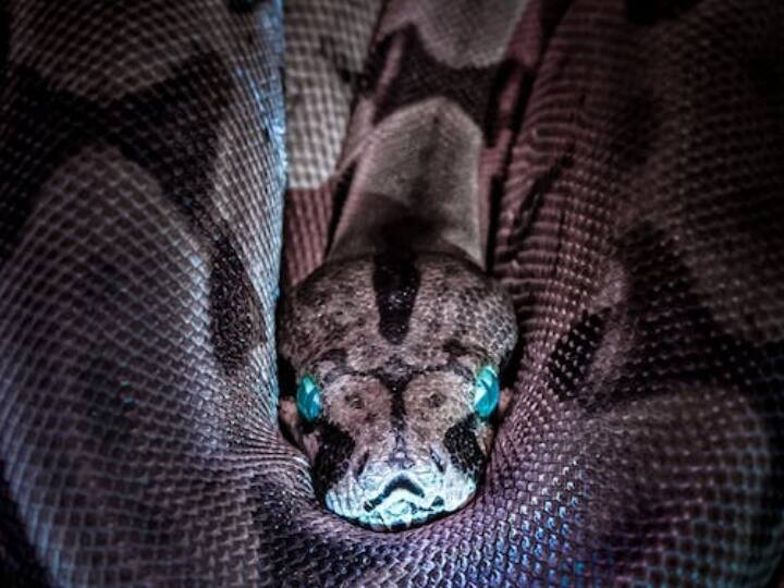 जानकारी के मुताबिक सांपों में एक क्लोका होता है. जिसका उपयोग मलत्याग, प्रजनन और अंडे देने के लिए करता है. ये अंग सांप की पूंछ के नीचे लाइन की तरह बाहर की ओर निकला होता है.