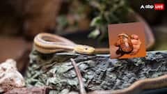 इस जानवर के जहर के साथ मल की भी लगती है बोली, जानिए कितनी होती है कीमत