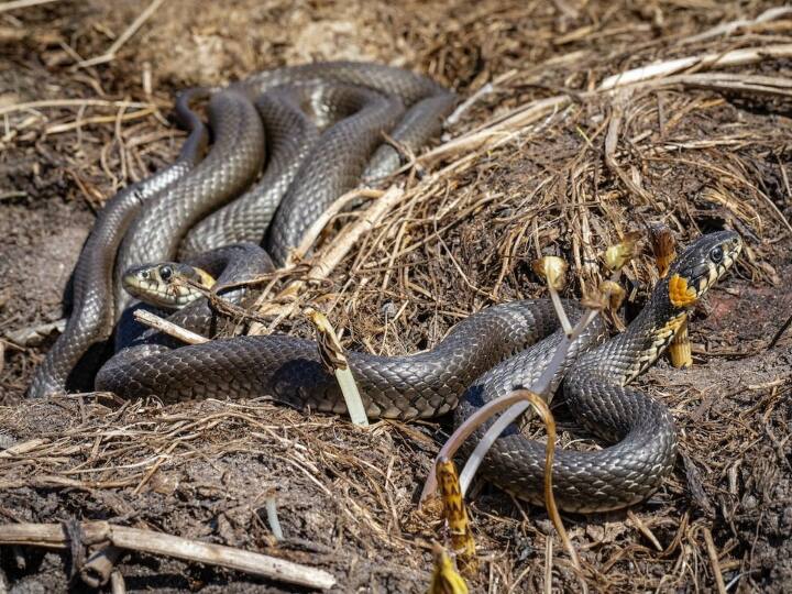 दअसल सपेरे इस मल को बाजार में बेचते हैं. इसके मल का इस्तेमाल घर में चूहों, नेवलों और इस तरह के जीवों को भगाने में होता है.