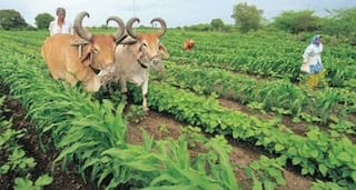 Budget 2025: બજેટમાં ખેડૂતોને મળશે મોટી ભેટ! કિસાન ક્રેડિટ કાર્ડની લિમિટ વધી થઈ જશે આટલા લાખ