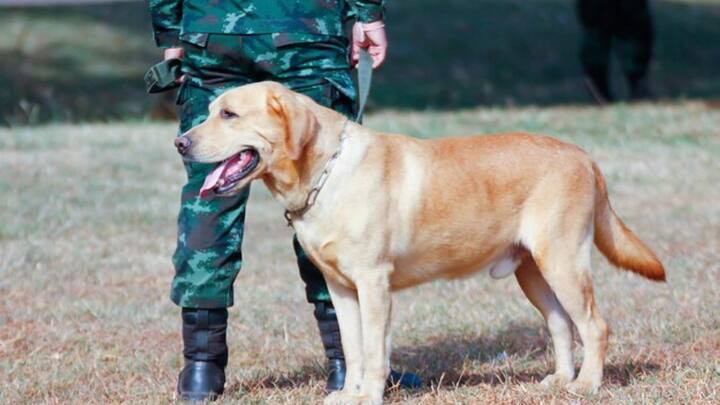साउथ चाइना मॉर्निंग पोस्ट के अनुसार झाओ किंगशुआई, चांगले काउंटी पब्लिक सिक्योरिटी ब्यूरो के ट्रेनर ने एक पार्क में उसे देखा. उसकी पुलिस डॉग बनने की काबिलियत को जल्द ही पहचान लिया. जिसके बाद उसे पुलिस में भर्ती कर लिया गया.
