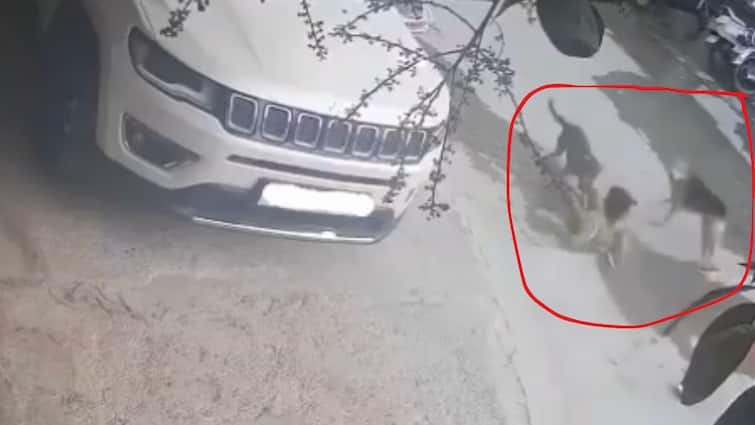 4-Year-Old Mauled And Dragged By Stray Dogs In Hyderabad — Caught On Camera