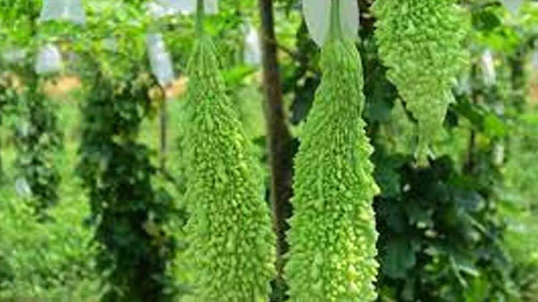 கொடி பாகற்காய் சாகுபடியில் நல்ல லாபம்... அறுவடைப்பணிகள் சாமிப்பட்டியில் மும்முரம்