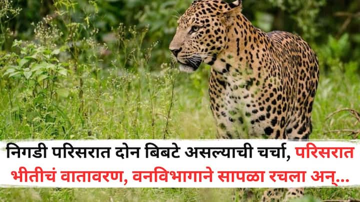Pune News: दोनपैकी एका बिबट्याने पळ काढला असून दुसरा बिबट्या अद्याप ही लोकवस्तीत असण्याची शक्यता वर्तवली जात होती.