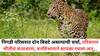 Pune News: निगडी परिसरात दोन बिबटे असल्याची चर्चा, परिसरात भीतीचं वातावरण, वनविभागाने सापळा रचला अन्...