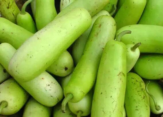 શરીર માટે ઘણા ફાયદા પ્રદાન કરે છે. જો કે કેટલાક લોકોને તે પસંદ નથી, પરંતુ જો આપણે સ્વાસ્થ્ય લાભોની વાત કરીએ તો તે સ્વાસ્થ્ય માટે અદ્ભુત છે. દૂધીમાંથી અનેક પ્રકારની વાનગીઓ બનાવવામાં આવે છે.દૂધી કેટલાક લોકો માટે નુકસાનકારક સાબિત થઈ શકે છે.