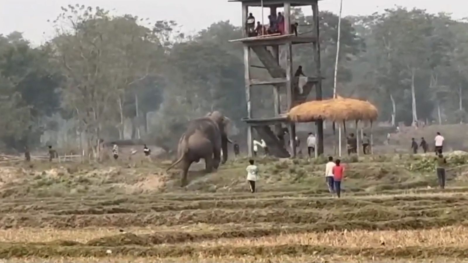 Jalpaiguri News: সরস্বতী পুজোর দিনে লোকালয়ে 'ইন্দ্রের বাহন' !