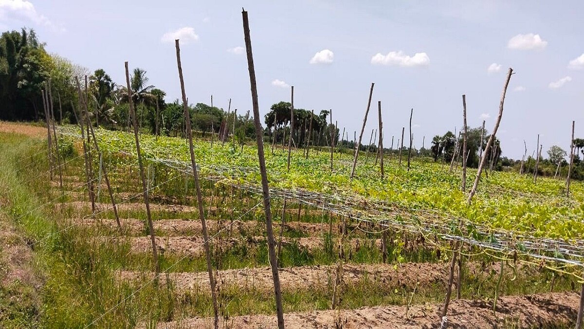 கொடி பாகற்காய் சாகுபடியில் நல்ல லாபம்... அறுவடைப்பணிகள் சாமிப்பட்டியில் மும்முரம்