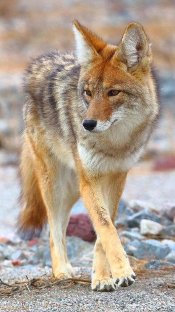 Discover Animals That Start With The Letter ‘C’