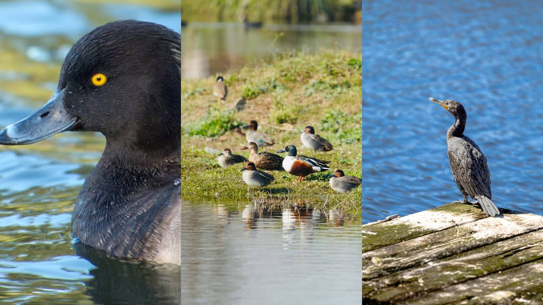 पोंग डैम बना प्रवासी पक्षियों का स्वर्ग, इस साल विदेशी मेहमानों की संख्या में रिकॉर्ड तोड़ बढ़ोतरी दर्ज Pong Dam becomes paradise migratory birds record breaking increase number foreign guests year ann पोंग डैम बना प्रवासी पक्षियों का स्वर्ग, इस साल विदेशी मेहमानों की संख्या में रिकॉर्ड तोड़ बढ़ोतरी दर्ज