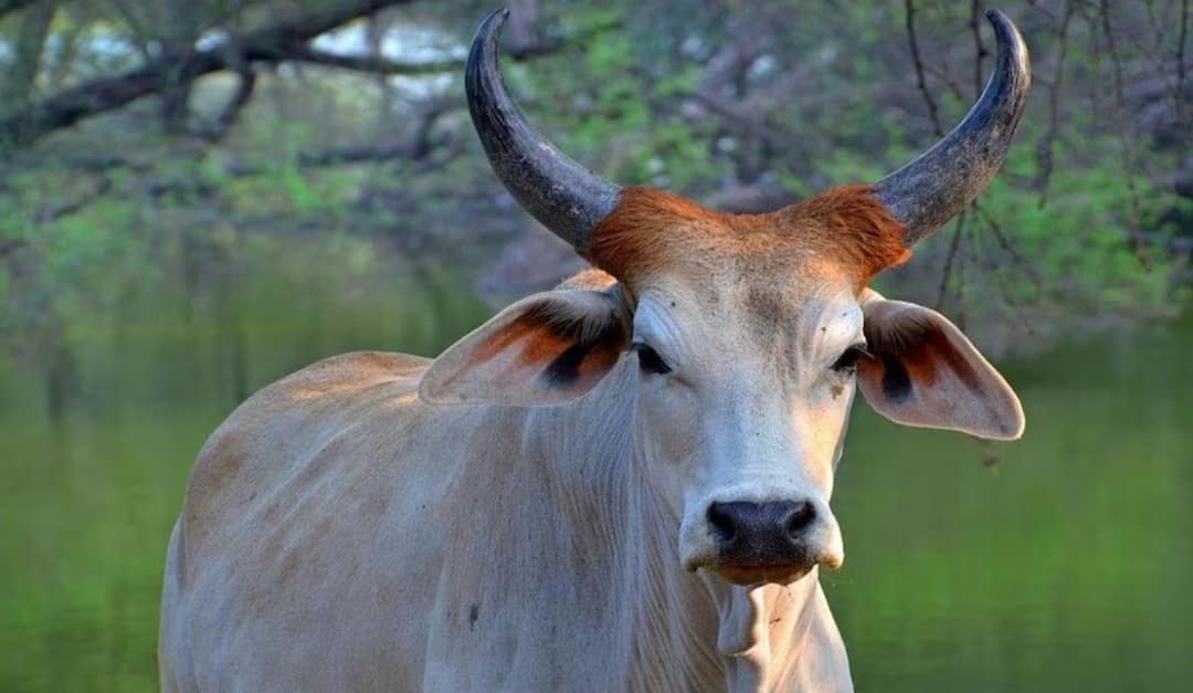 Pashu Kisan Credit Card Create a credit card for animals too get a loan of Rs 60000 for a buffalo and Rs 40000 for a cow जनावरांसाठीही बनवा क्रेडिट कार्ड, म्हशीसाठी 60000 तर गायीसाठी मिळणार 40000 रुपयांचं कर्ज 