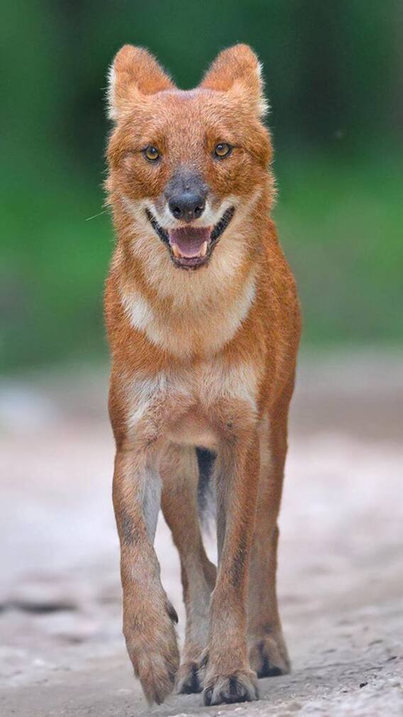 Discover Animals That Start With The Letter ‘D’