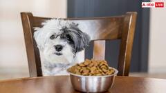 आपका कुत्ता भी पीले रंग का टॉय देखकर उछलने लगता है? जानें इसके पीछे का कारण