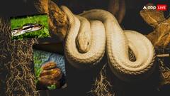 सांप के रंग से पहचान सकते हैं उनकी प्रजाति? जानिए किस रंग के सांप होते हैं खतरनाक