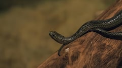 सांप के रंग से पहचान सकते हैं उनकी प्रजाति? जानिए किस रंग के सांप होते हैं खतरनाक