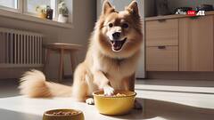 आपका कुत्ता भी पीले रंग का टॉय देखकर उछलने लगता है? जानें इसके पीछे का कारण