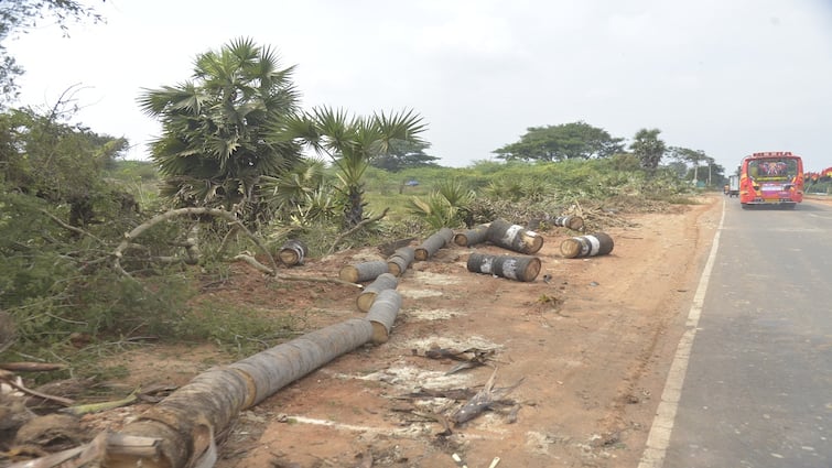 Thanjavur news palm trees being cut down Action for road widening tnn “நாங்க வேதனையில் இருக்கோம்”.. வெட்டப்படும் பனைமரங்களை கண்டு விவசாயிகள் கண்ணீர்