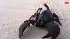 लाखों में बिकता है इस जानवर का जहर, जानिए कहां होता है इसका इस्तेमाल