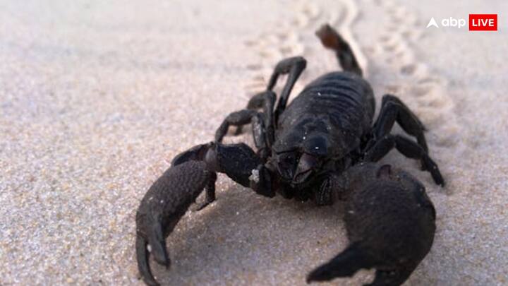 वहीं जब नर और मादा बिच्छू मिलाप करते हैं, तो वो पहले नाचते भी हैं. जी हां, रिसर्च के मुताबिक वे पहले एक दूसरे के आगे बांहनुमा अंगों को पकड़ते हैं, फिर आगे पीछे घूमने लगते हैं. नाच के आखिर में नर बिच्छू मादा के लिए जमीन पर स्पर्म छोड़ कर निकल जाता है.