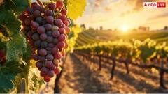 अंगूर खट्टे हैं या फिर मीठे, बिना चखे रंग देखकर ही ऐसे पता लगा सकते हैं आप